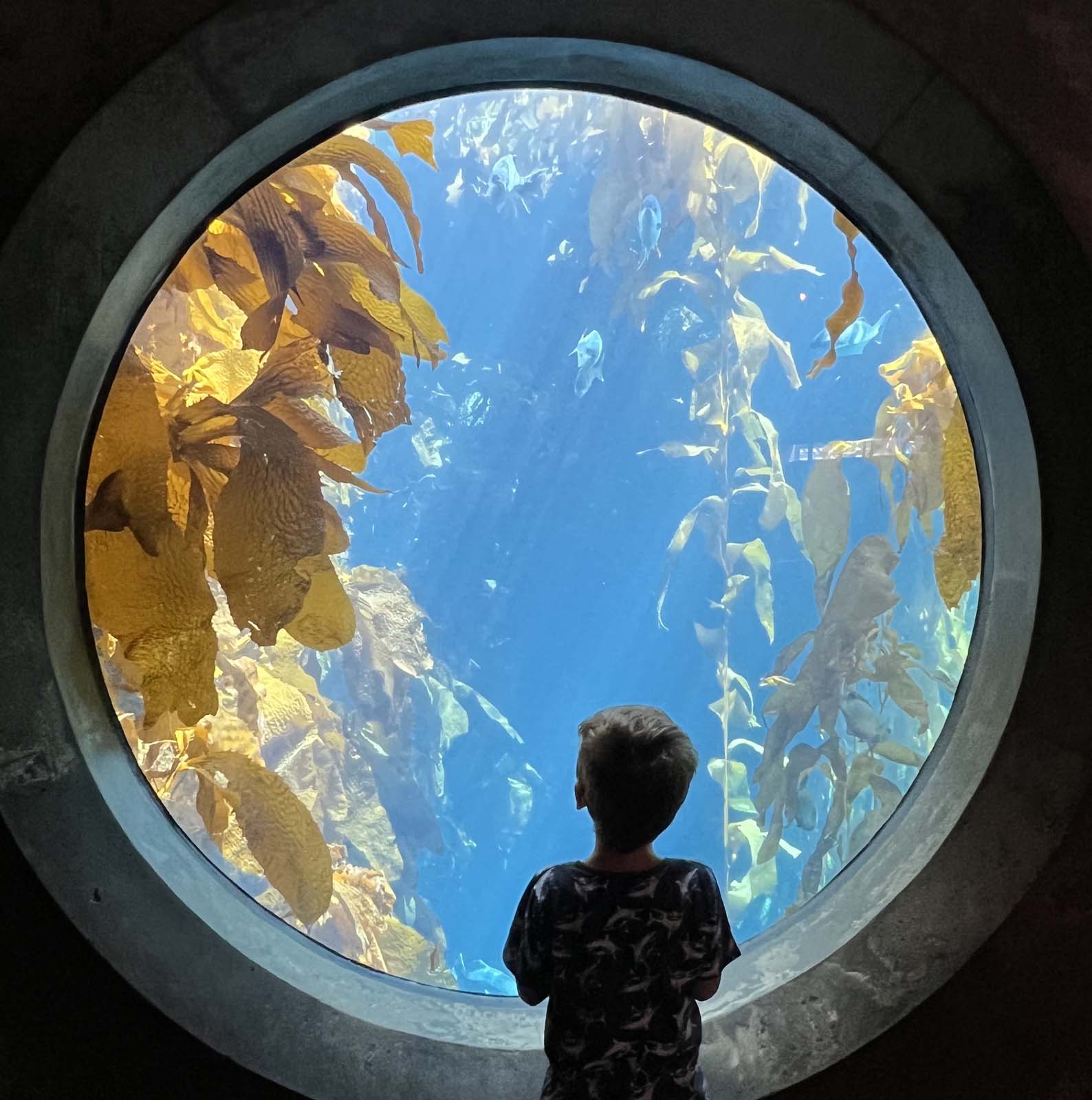 Child standing in front of a large circular window, looking into an underwater scene with tall kelp plants and fish.